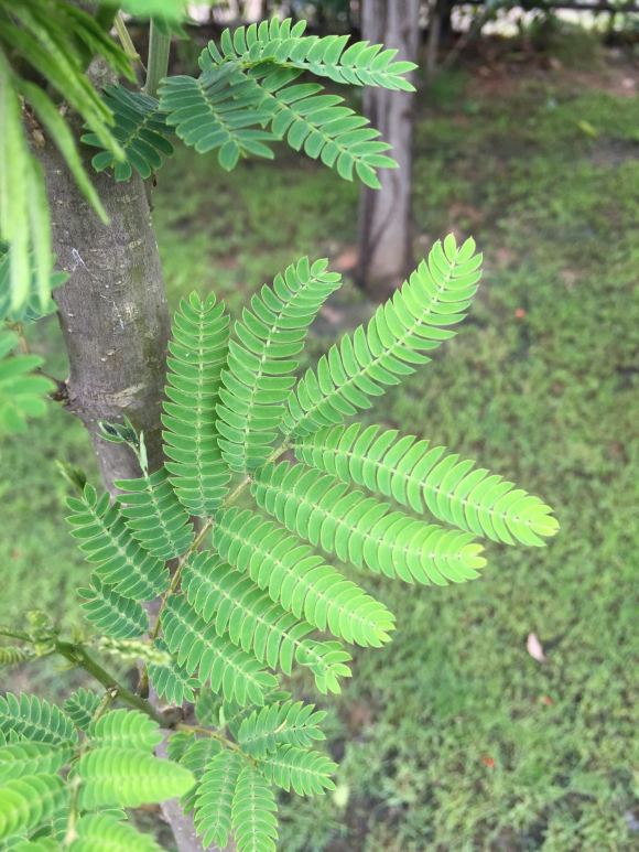 在淘寶上買的藍花楹，種子或者樹苗是真的還是假的合歡樹或者