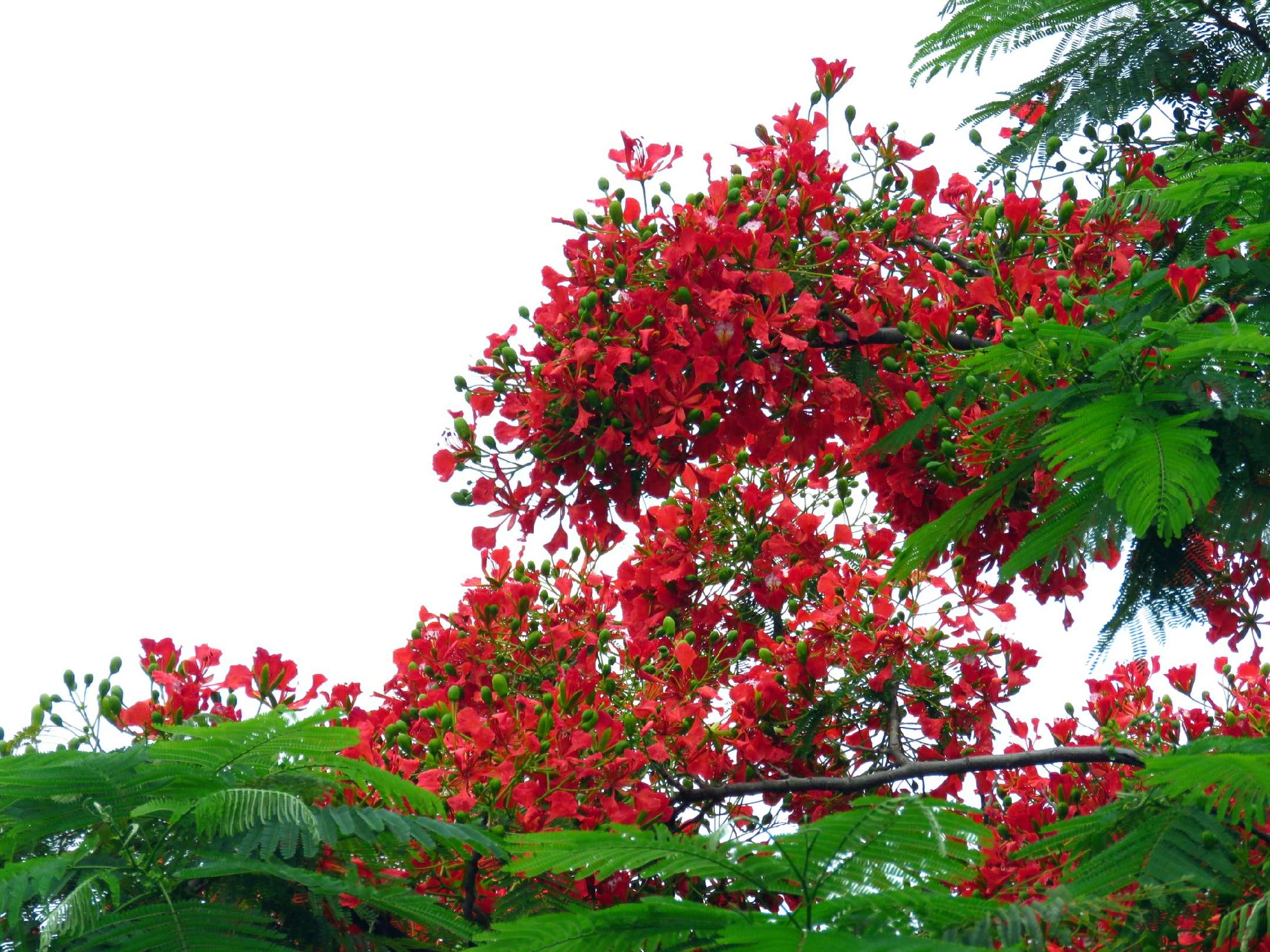 藍花楹和紅花楹的區別