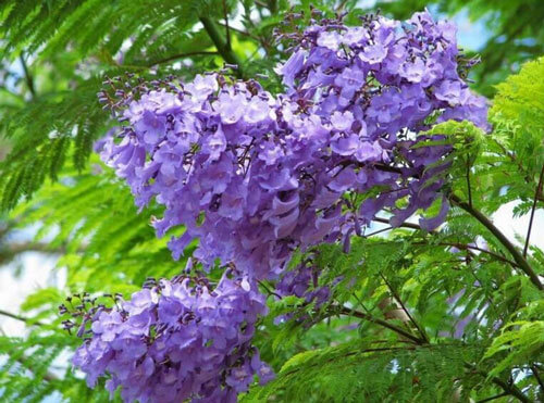 藍(lán)花楹和紅花楹葉子的區(qū)別