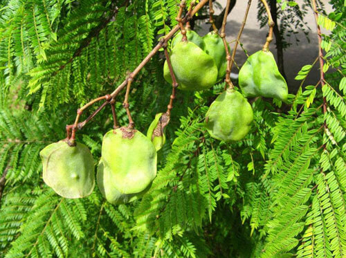 藍(lán)花楹和紅花楹葉子的區(qū)別