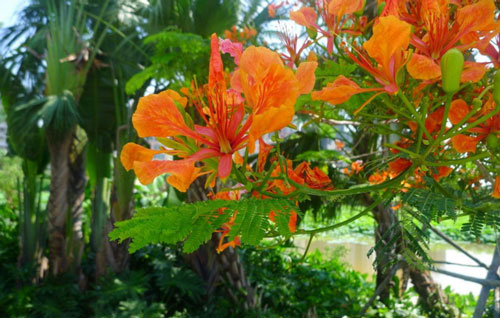 藍(lán)花楹和紅花楹葉子的區(qū)別