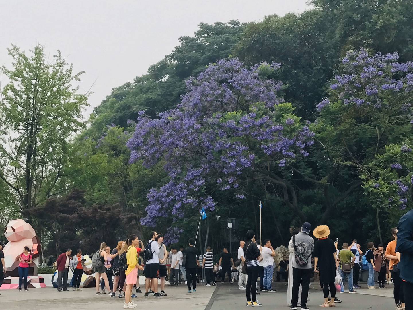 藍花楹會不會凍死？