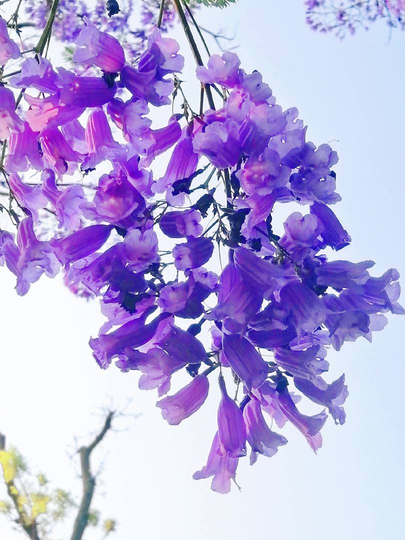藍(lán)花楹小苗圖片