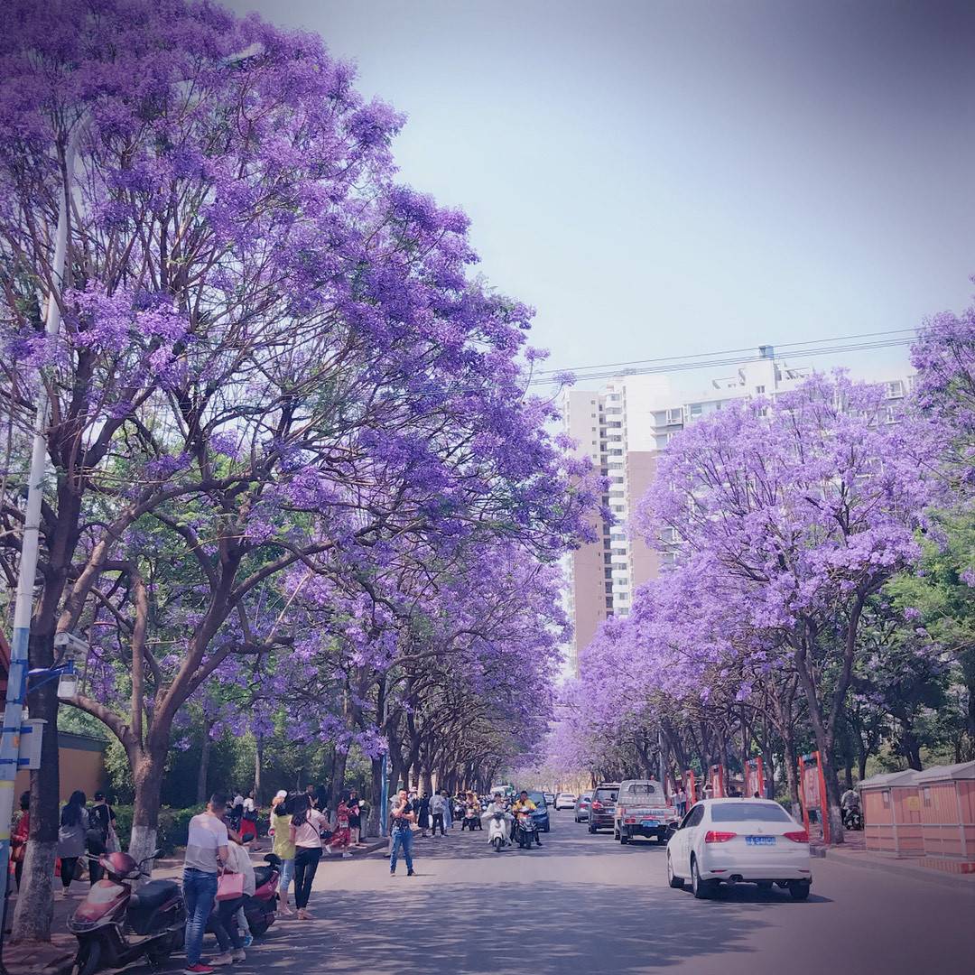 藍花楹樹葉子圖片大全